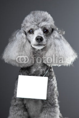 Gray Poodle Dog with Wall Decal
