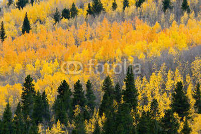 Colorful Fall Aspen Forest Wall Decal