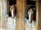 Horses in Barn Looking Outside Wall Decal