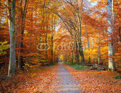 Pathway in the autumn forest Wall Mural
