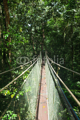 Canopy sky walk in rain forest Wall Mural