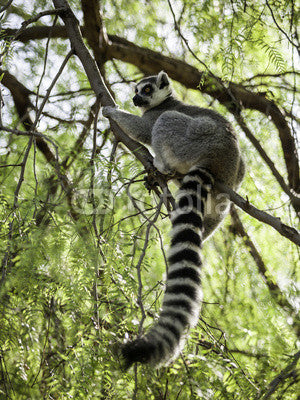 Ring-Tailed Lemur Wall Decal