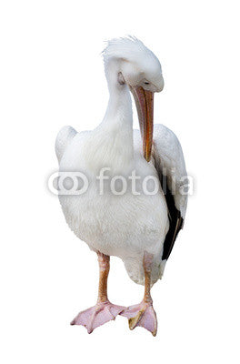 white pelican Wall Decal