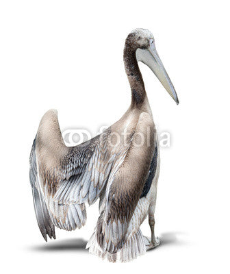 baby bird of a pelican Wall Decal
