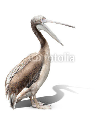 baby bird of a pelican Wall Decal