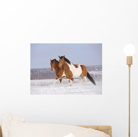 Pinto Horses Winter