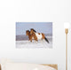 Pinto Horses Winter
