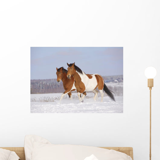 Pinto Horses Winter