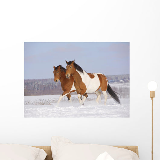 Pinto Horses Winter