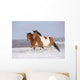 Pinto Horses Winter