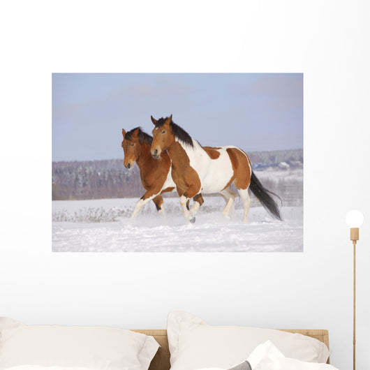 Pinto Horses Winter