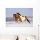 Pinto Horses Winter