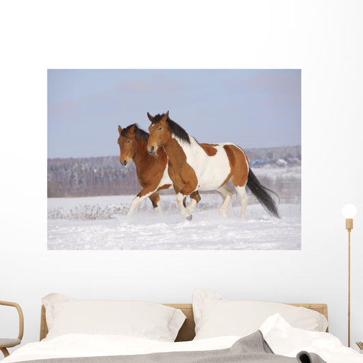 Pinto Horses Winter