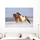 Pinto Horses Winter