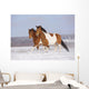 Pinto Horses Winter