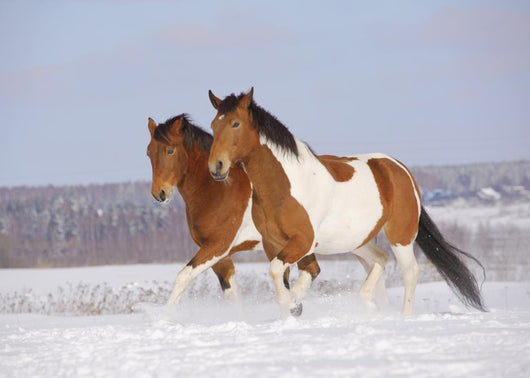 Pinto Horses Winter