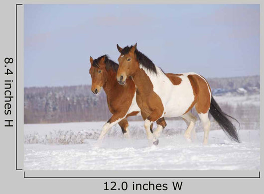 Pinto Horses Winter
