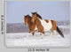 Pinto Horses Winter