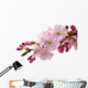 Japanese Cherry Wall Decal