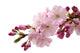 Japanese Cherry Wall Decal