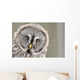 Great Grey Owl Portrait Wall Decal