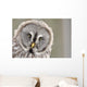 Great Grey Owl Portrait Wall Decal