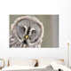 Great Grey Owl Portrait Wall Decal