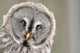 Great Grey Owl Portrait Wall Decal