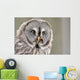 Screeching Great Grey Owl Portrait Wall Decal