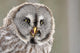 Screeching Great Grey Owl Portrait Wall Decal