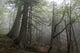 Misty forrest Wall Mural