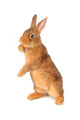 Rabbit Wall Decal