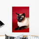 Beautiful Cat Red