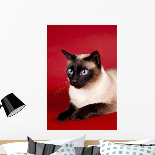 Beautiful Cat Red