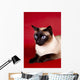 Beautiful Cat Red