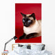Beautiful Cat Red