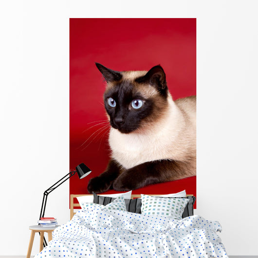 Beautiful Cat Red