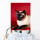 Beautiful Cat Red