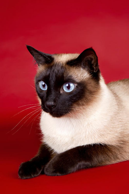 Beautiful Cat Red