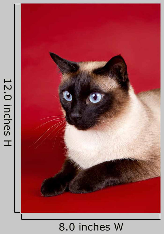 Beautiful Cat Red