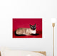 Beautiful Cat  on Red Background Wall Mural