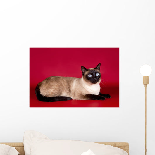 Beautiful Cat  on Red Background Wall Mural