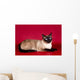 Beautiful Cat  on Red Background Wall Mural
