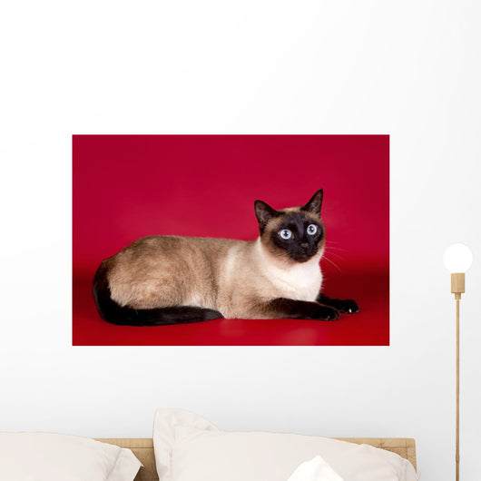 Beautiful Cat  on Red Background Wall Mural