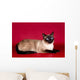 Beautiful Cat  on Red Background Wall Mural