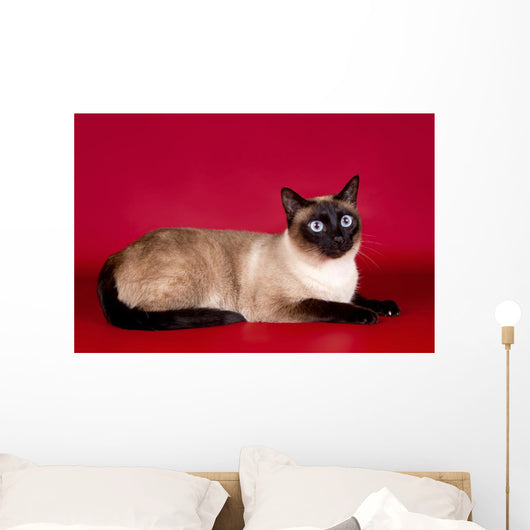 Beautiful Cat  on Red Background Wall Mural
