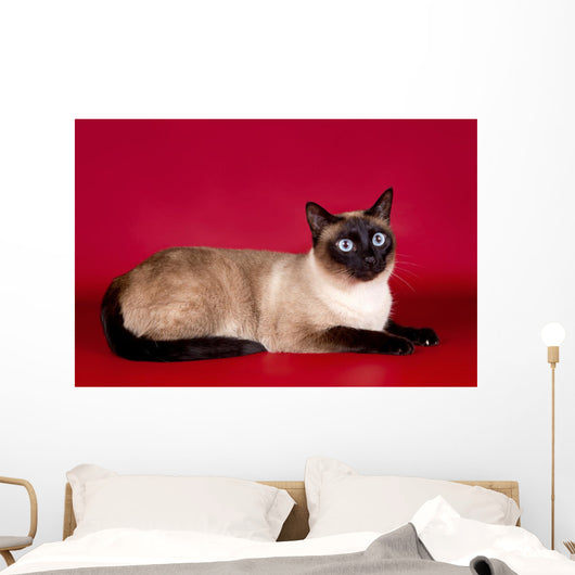 Beautiful Cat  on Red Background Wall Mural