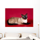 Beautiful Cat  on Red Background Wall Mural