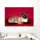 Beautiful Cat  on Red Background Wall Mural