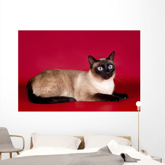 Beautiful Cat  on Red Background Wall Mural